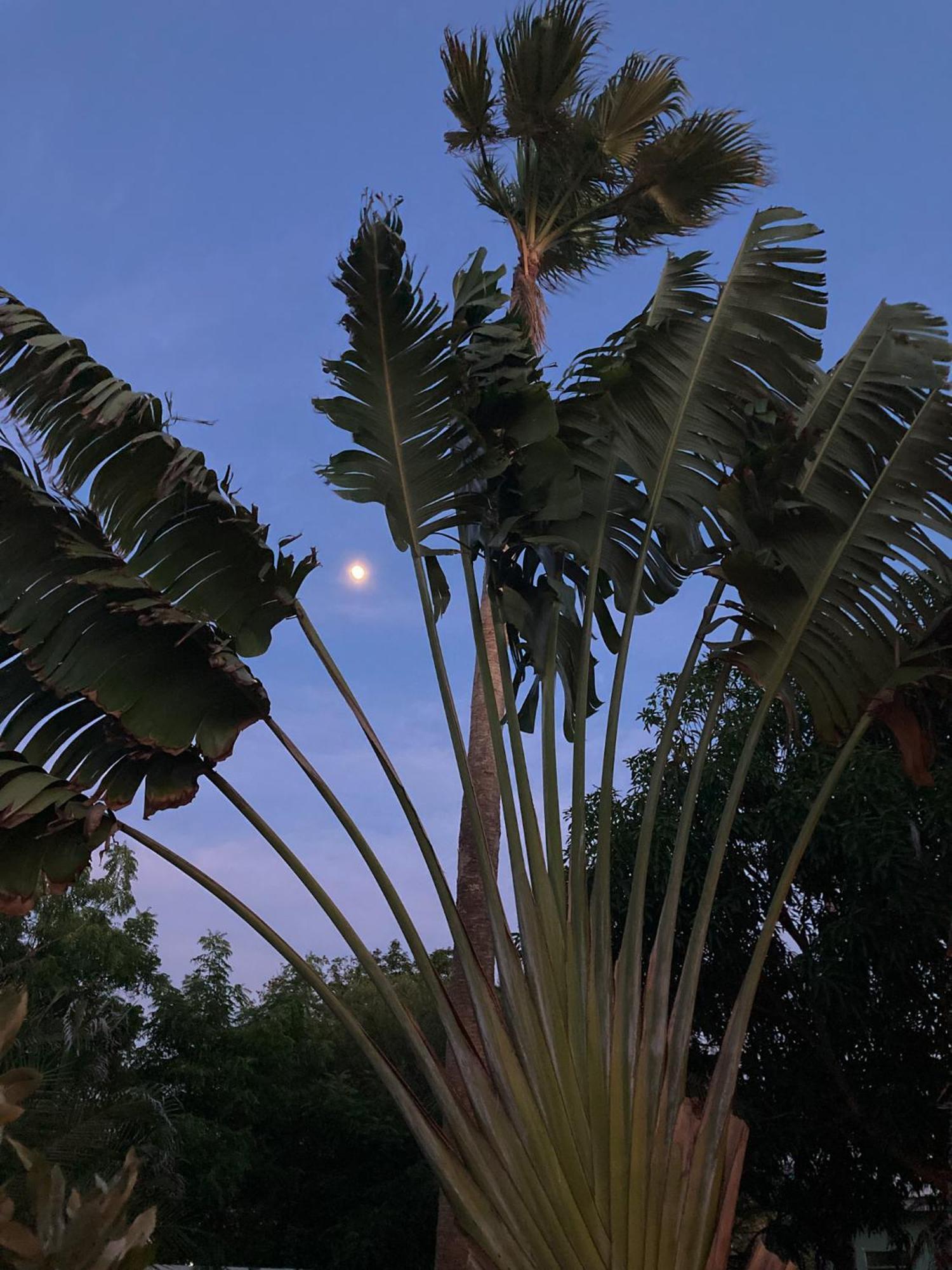 Woodstock Palmresort Curacao วิลเลมสตัด ภายนอก รูปภาพ